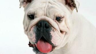 Pictures Funny English Bull Dog Wallpaper For Your Computer Desktop