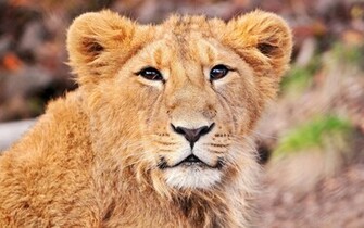 Of This Cute Lion Cub Wallpaper