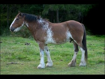 Clydesdale Horse Christmas Wallpaper Pictures