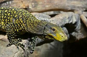 Crocodile Monitor HD Lizard Wallpaper