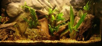 Best Looking Aquarium Background Wallpaper