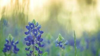 Texas Bluebonnet Wallpaper On
