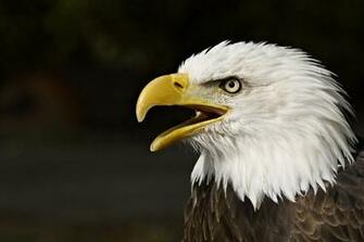 And American Flag Image Of Bald Eagle