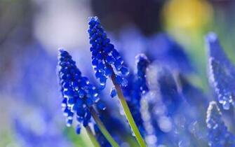 Muscari Azul Primer Plano Fotograf A Borrosa Fondos De Pantalla