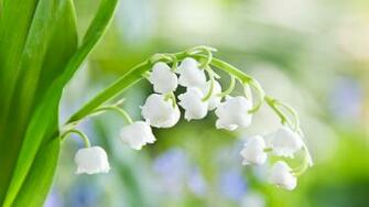 Spring Flowers Clip Art On