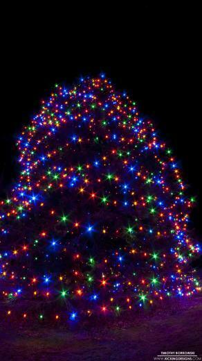 Norfolk Christmas Tree Wallpaper Kicking Designs