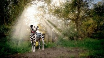 Dalmatian Wallpaper