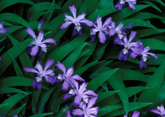 Top Iris Flower Wallpaper Full HD 4k To Use