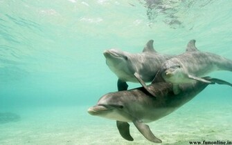 Dolphin Wallpaper Friendly Fish Dolphins
