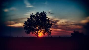 Sunset Scenery Tree Landscape Nature 8k Wallpaper