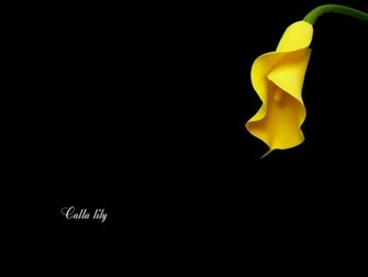 Calla Lily Wallpaper