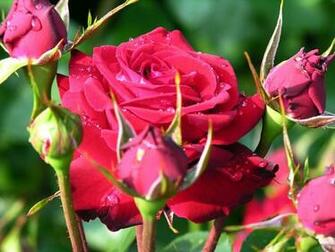 Beautiful Rose Pictures Flower