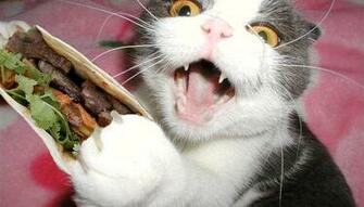 Cats Funny Picture Stuff Funnies Photo Cat Pictures