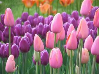 Love Wallpaper Flower