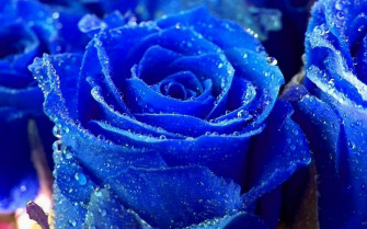 Rose HD Wallpaper And