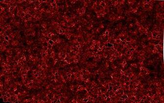 Crimson Wallpaper