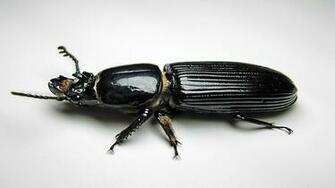 Beetle Wallpaper
