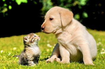 Cute Animal Wallpaper For Desktop