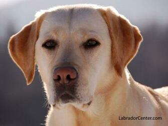 Labrador Retriever Wallpaper Yellow With Grey Background
