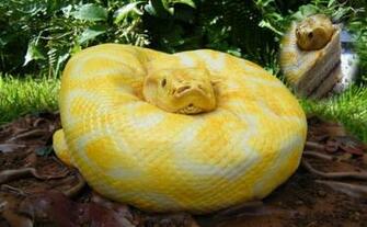 Albino Burmese Python Care