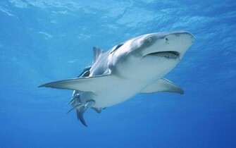 Tag Shark Wallpaper Background Photos Pictures And Image For