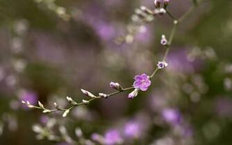 Flower Wallpaper Mysterious Purple Small Flowers Desktop