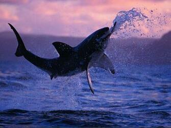 They Can Propel Themselves Through The Water At Speeds Of Up To Mph