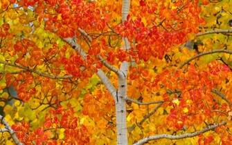 Yukon Canada Wallpaper Turning Color Aspen Young Background