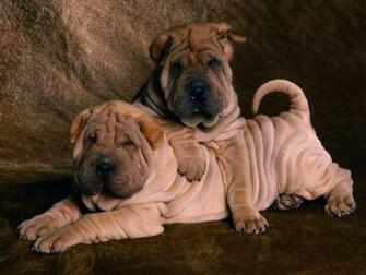 Funny Fat Dogs Wallpaper Animal