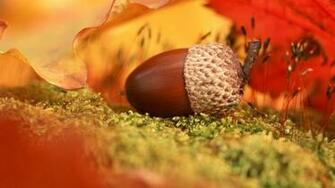 Acorn Wallpaper HD S