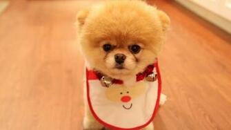 Christmas Animal Wallpaper Desktop Background For HD