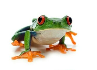 Tree Frog Wallpaper Picture Photo