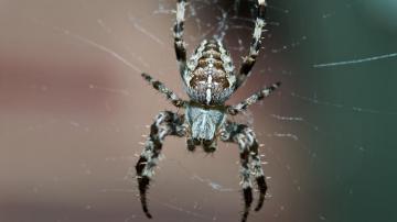 Wallpaper Spider Insect Legs Small Full HD