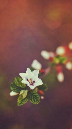 Flower iPhone Plus Wallpaper HD