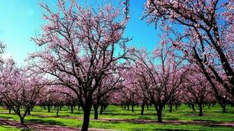 Cherry Blossoms Is A Lovely Tree Which Stood Flushed With It