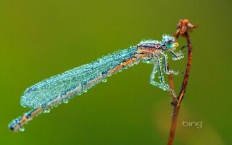 Dragonfly Wallpaper Cool Photos