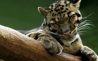 Clouded Leopard Full HD Wallpaper And Background
