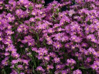 Different Beautiful Flower Wallpaper Background
