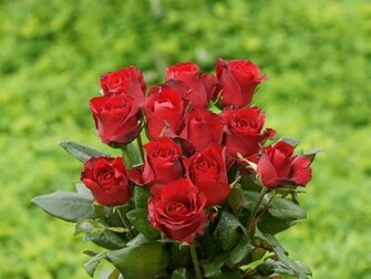 Red Rose Wallpaper