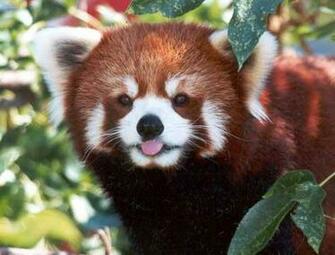 Cute Red Panda Wallpaper HD Full Size