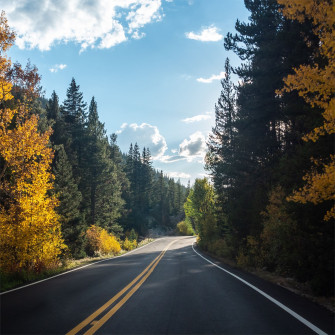 Forest Road Asphalt Landscape 5k iPad Pro Wallpaper