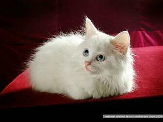 You Ve Just Read An Article Category By Title Cat Kittens Wallpaper