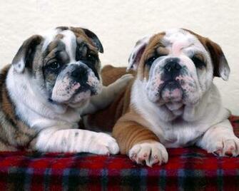 English Bulldog