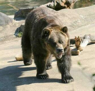 Kodiak Bear Pictures