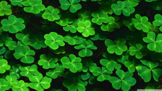 Shamrock Wallpaper Desktop