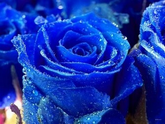 Rose Buds Wallpaper Dawallpaperz