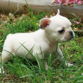 French Bulldog Puppy Photo And Wallpaper Beautiful