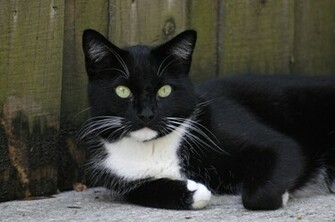 Black And White Cat By Nb Photo