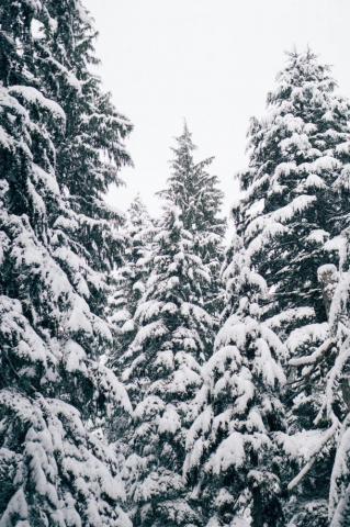 Christmas Tree Snow Pictures Image