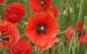 Poppies Wallpaper High Quality